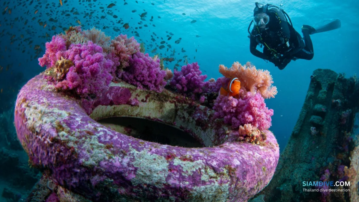 The Junkyard Koh Tao Diving Guide: The Island's Quirkiest Artificial Reef — image 2