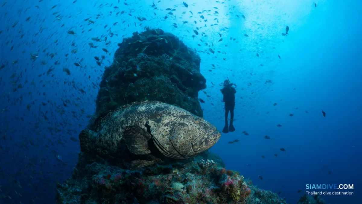 King Kong Pinnacle Koh Tao Diving Guide: The Island's Quietest Pinnacle