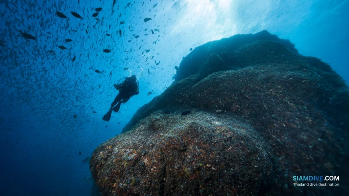 King Kong Pinnacle Koh Tao Diving Guide: The Island's Quietest Pinnacle — image 2