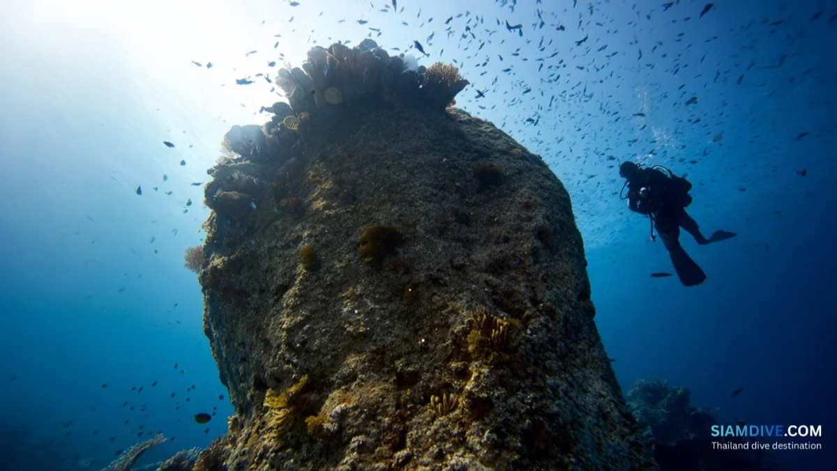 King Kong Pinnacle Koh Tao Diving Guide: The Island's Quietest Pinnacle — image 3