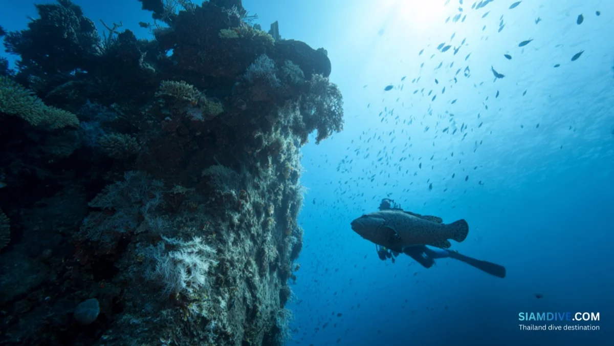 King Kong Pinnacle Koh Tao Diving Guide: The Island's Quietest Pinnacle — image 4