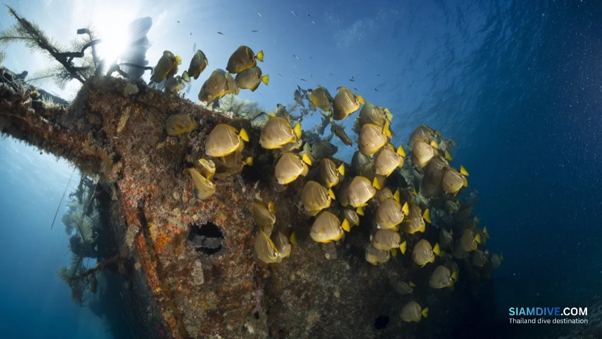 津波が5つに割った沈船、20年後に魚の巣になった理由 — image 3