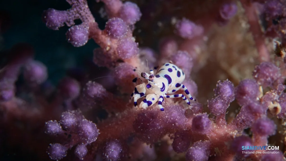 How to Time Richelieu Rock for Whale Sharks Before May 15 — image 2