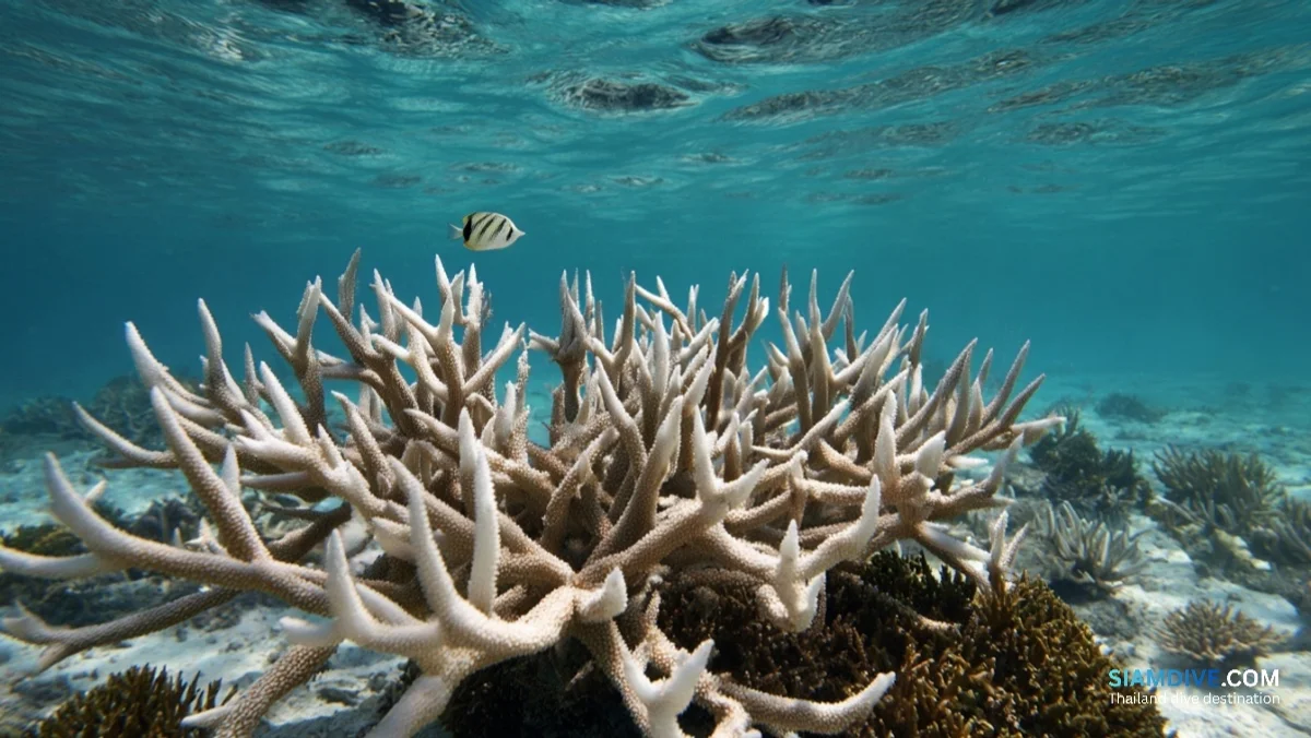 サンゴの45%が白化したタイ湾の今 — image 4