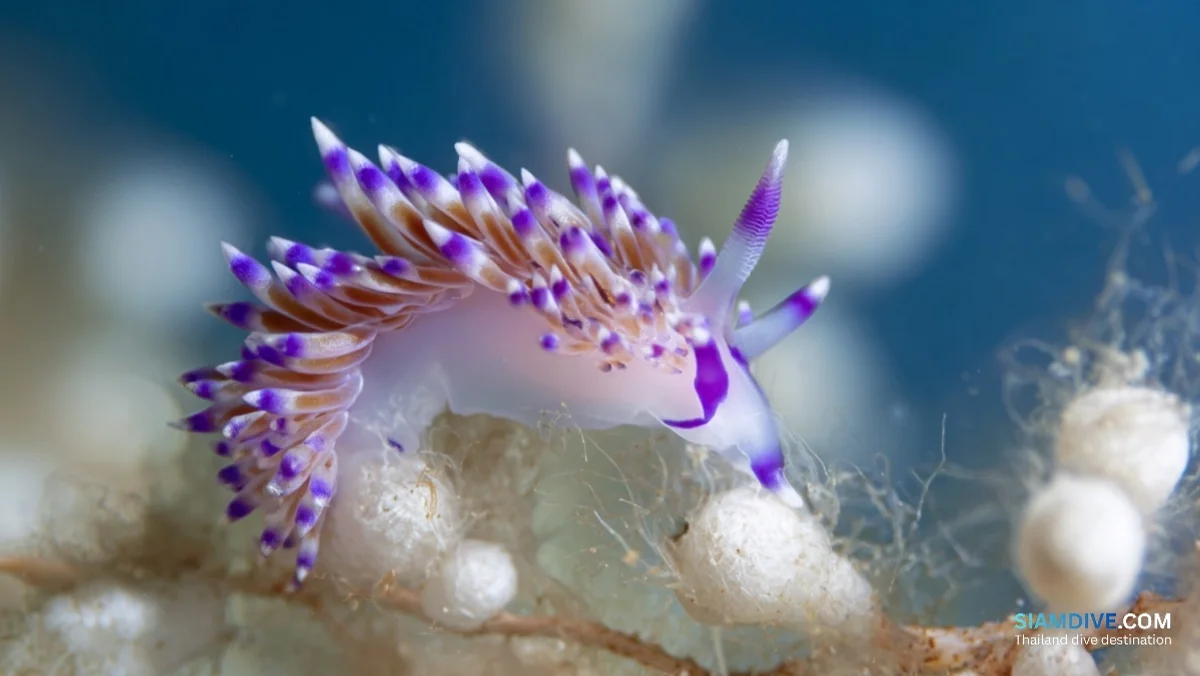 The Slug That Steals Weapons: Koh Tao's Nudibranch Obsession — image 2