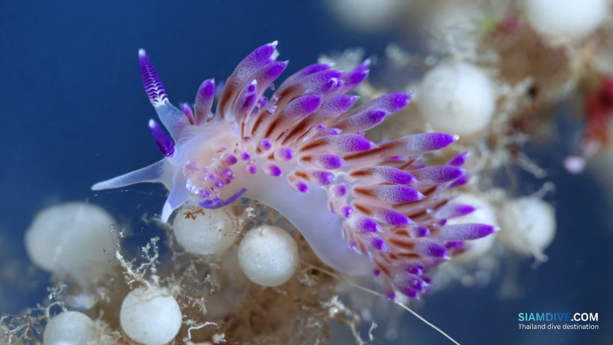 The Slug That Steals Weapons: Koh Tao's Nudibranch Obsession — image 3