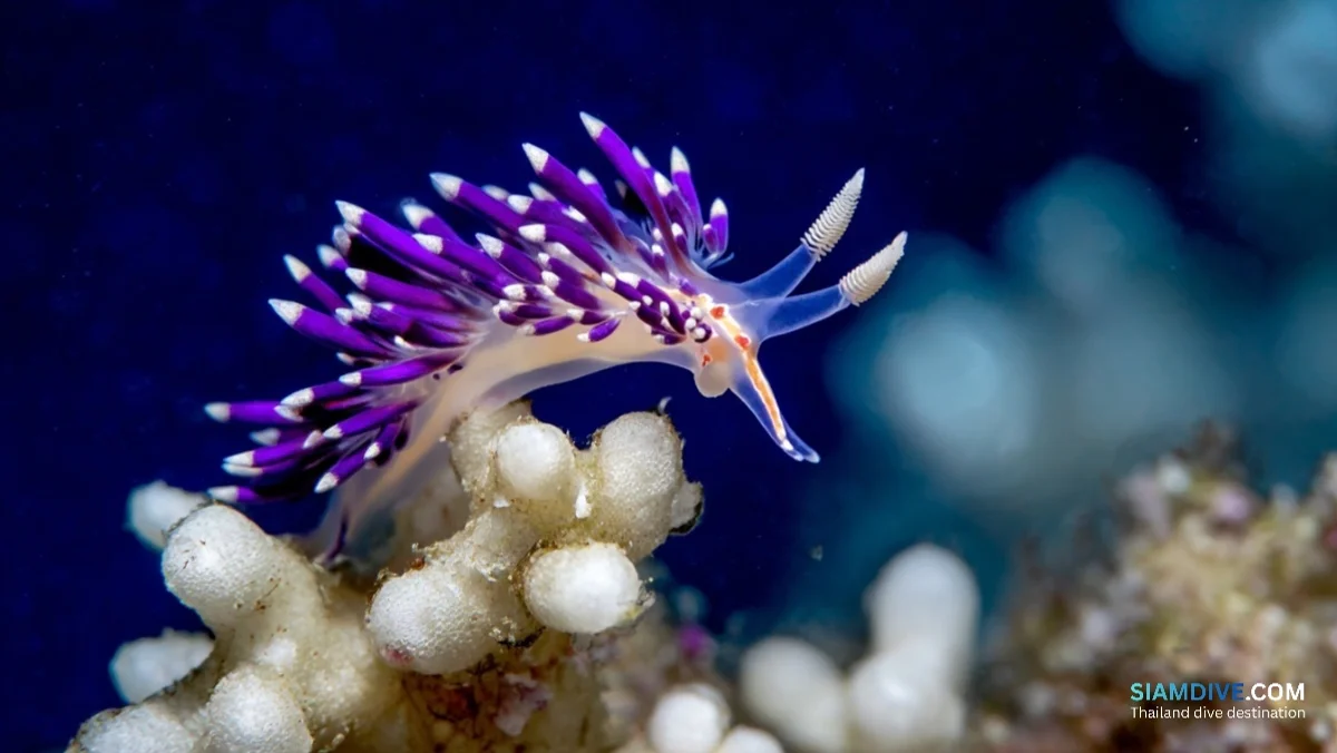 The Slug That Steals Weapons: Koh Tao's Nudibranch Obsession — image 4