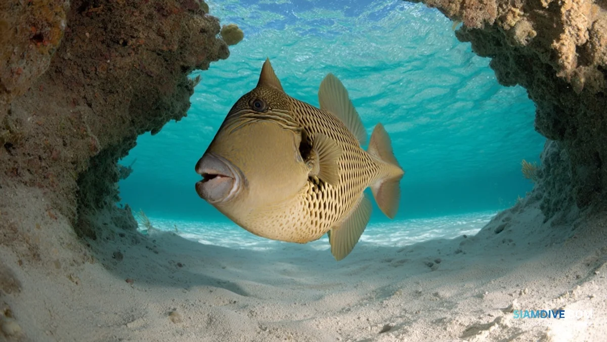 泰坦炮弹鱼75厘米，繁殖季千万别往上游 — image 2