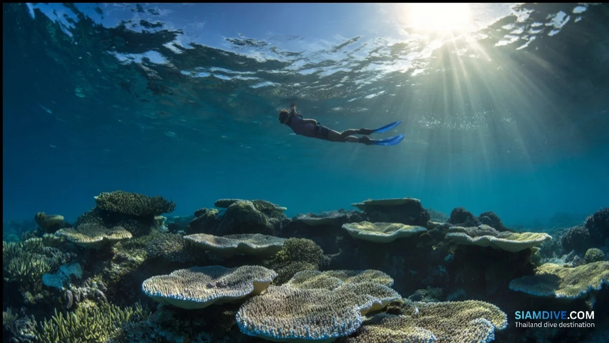 玛塔岛水下步道：十站读懂珊瑚礁