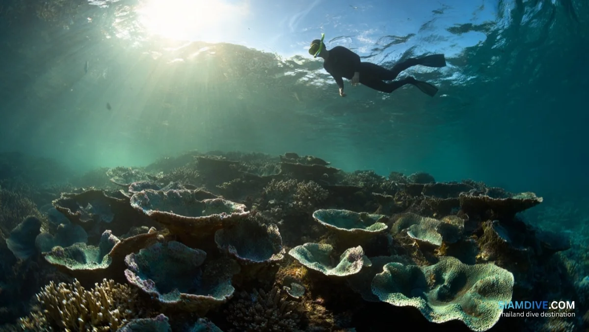 玛塔岛水下步道：十站读懂珊瑚礁 — image 4
