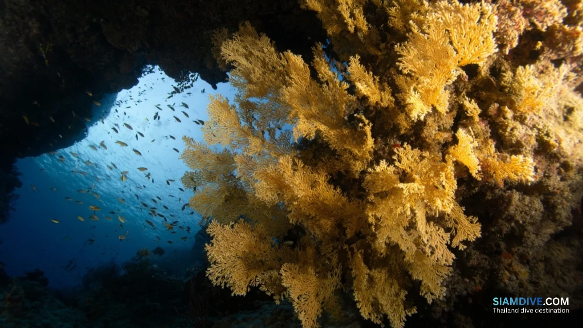 Hin Lak Ngam: Thailand's Black Coral Capital in Chumphon — image 3