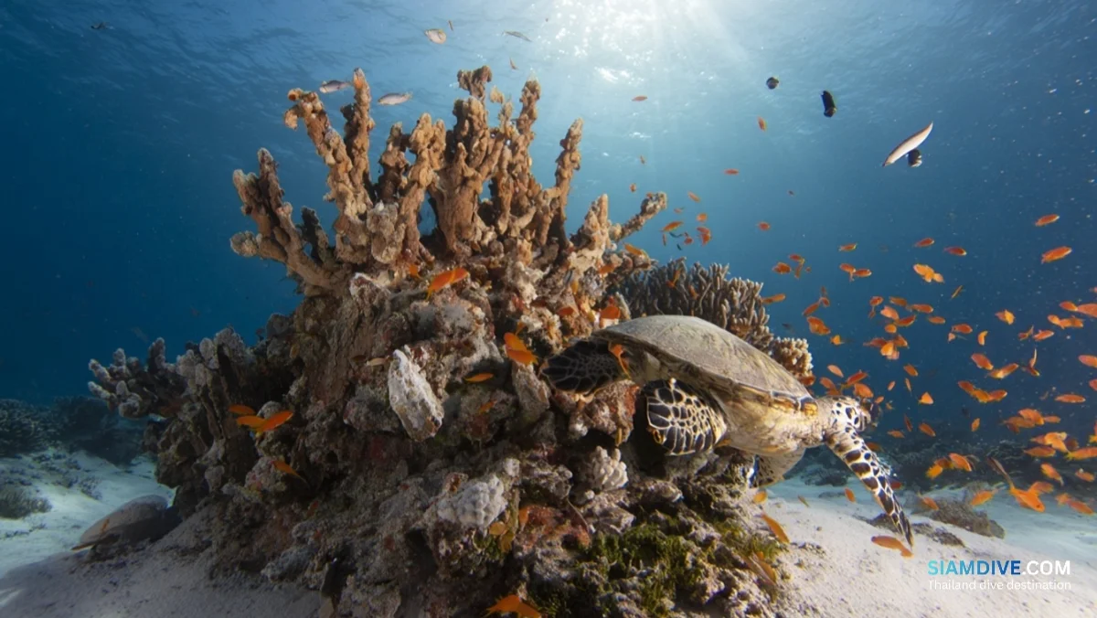 The Coral Bommie at 12 Metres That Defines Similan Diving — image 2