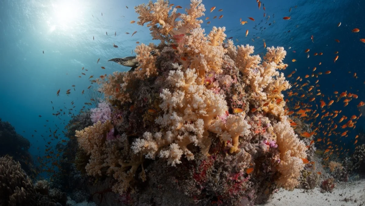 The Coral Bommie at 12 Metres That Defines Similan Diving — image 4