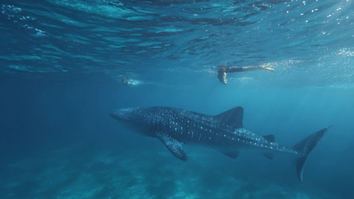 Where Whale Sharks Surface Daily at Koh Ran Ped — image 2