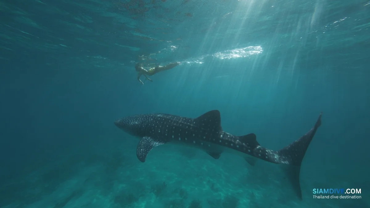 Where Whale Sharks Surface Daily at Koh Ran Ped — image 4