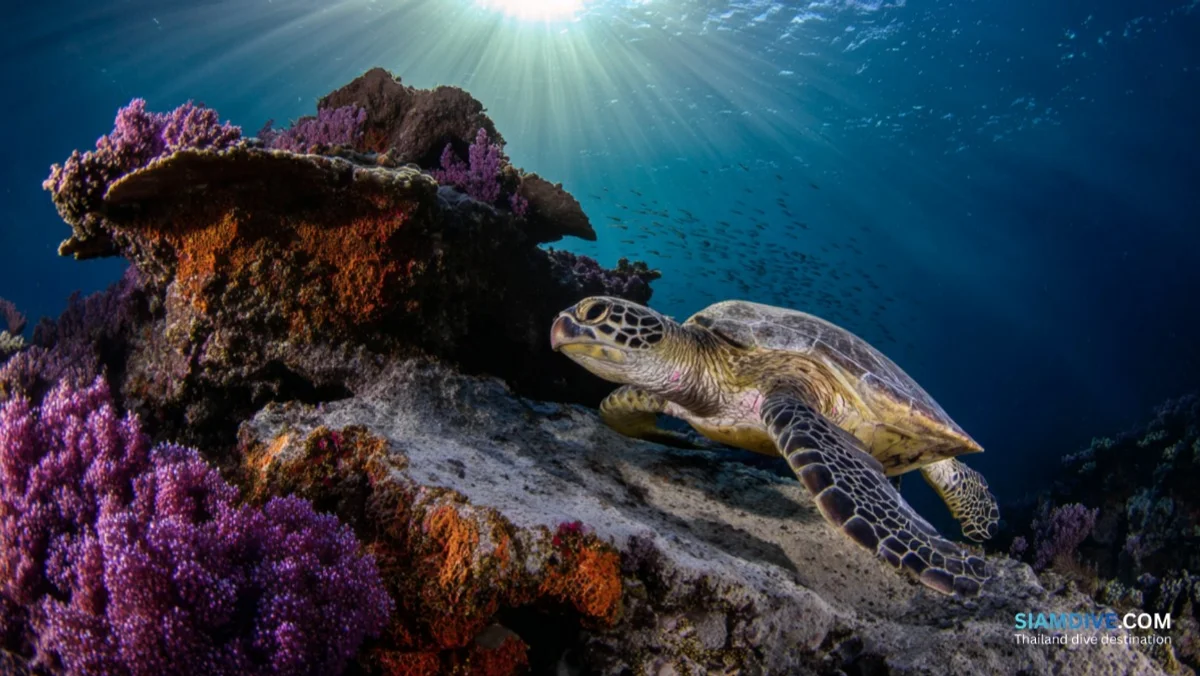 Hin San Chalarm: Best Coral Pinnacle in Samae San — image 3