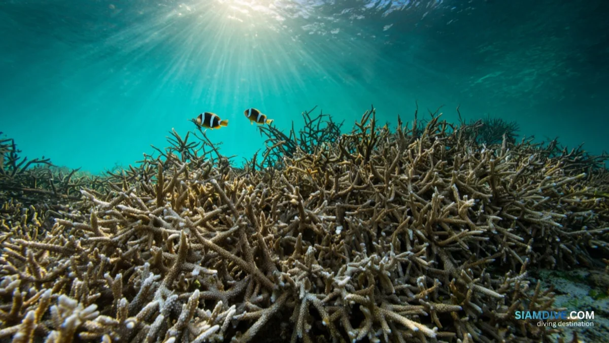 83,000 m² of Coral on a Navy-Locked Island: Koh Kham — image 3