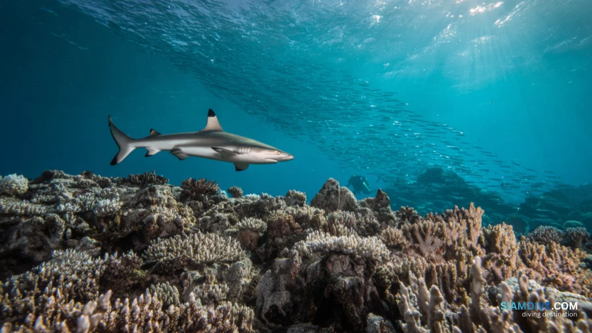 Hin Yai: The Gulf Pinnacle Where Sharks Patrol at 14 Metres — image 2