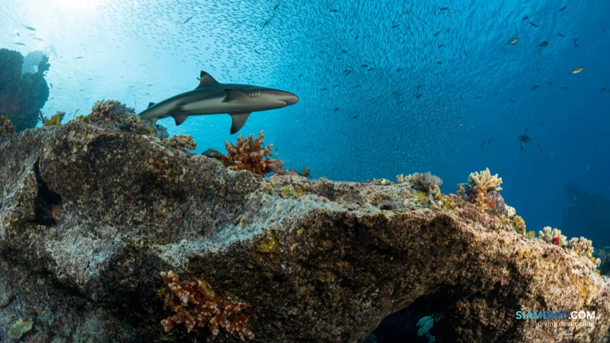Hin Yai: The Gulf Pinnacle Where Sharks Patrol at 14 Metres — image 3