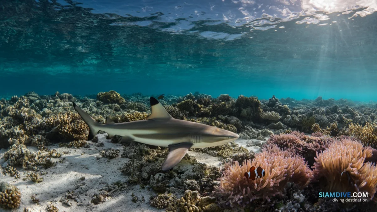 Blacktip Sharks at 3 Metres: Koh Chan Samae San — image 2
