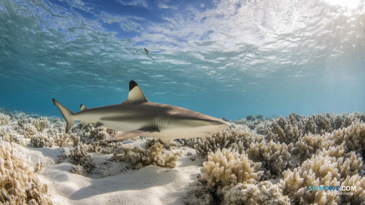 Blacktip Sharks at 3 Metres: Koh Chan Samae San — image 3