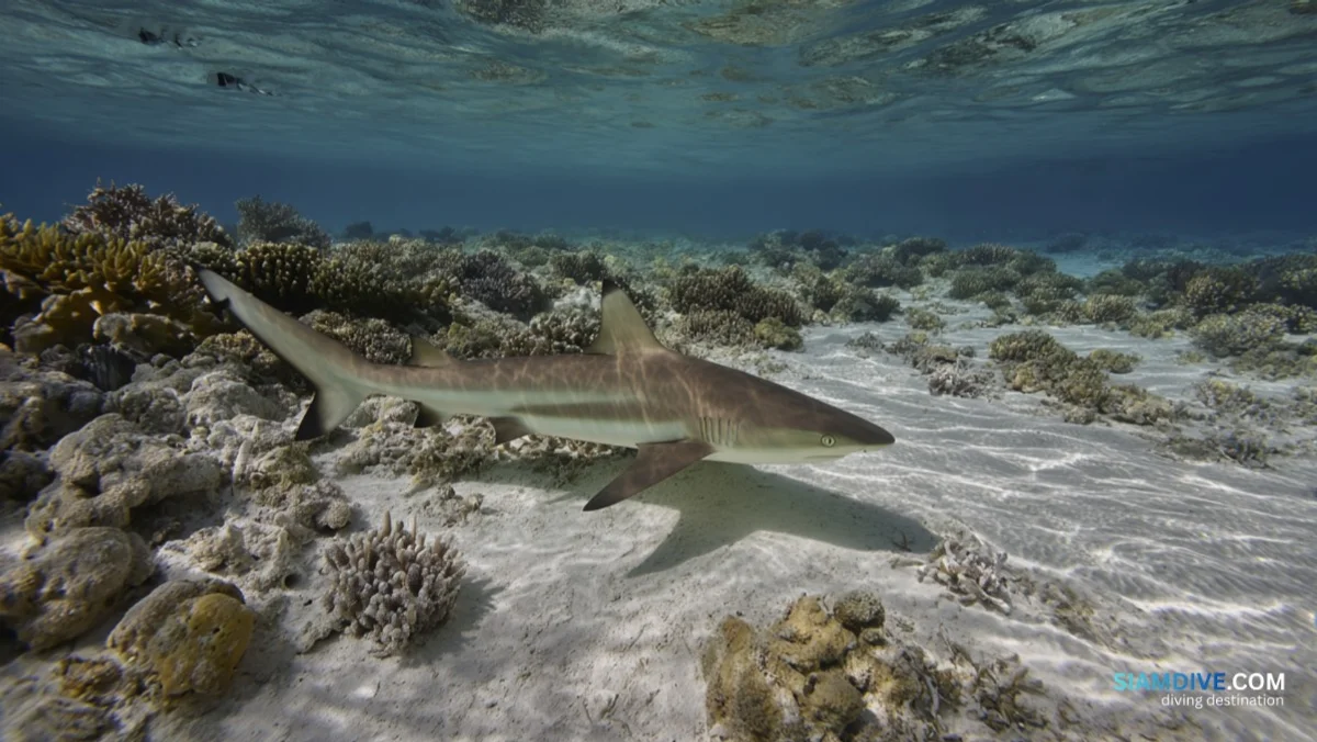 Blacktip Sharks at 3 Metres: Koh Chan Samae San — image 4
