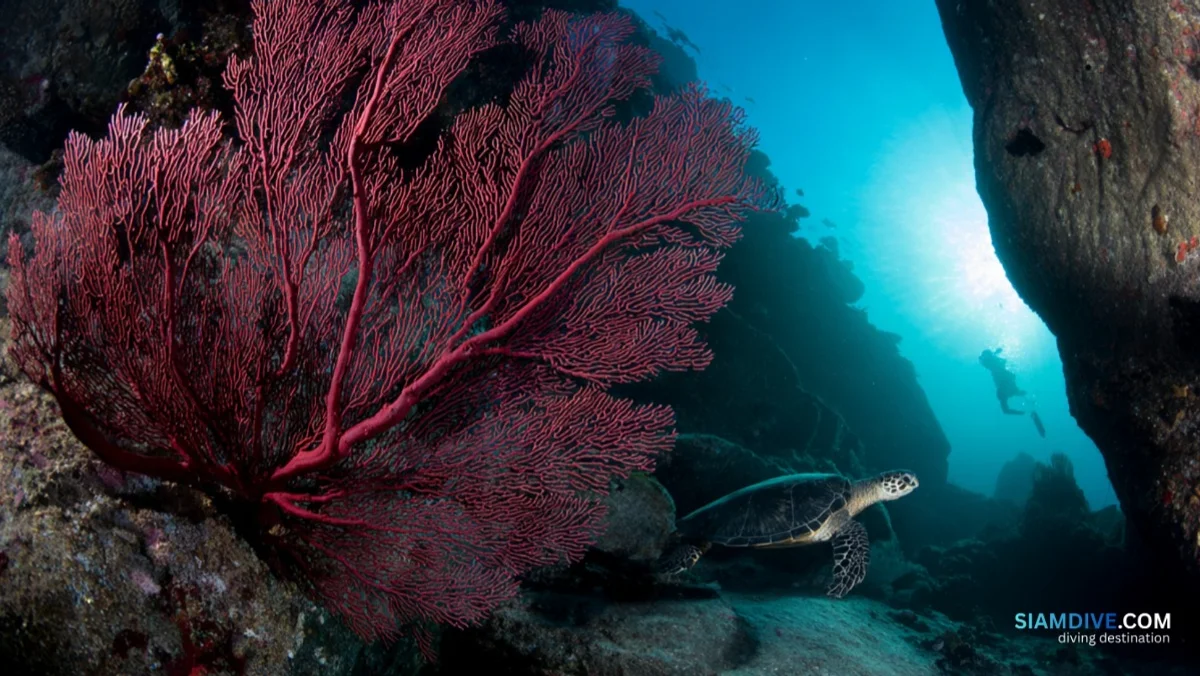 Why Koh Rong Khon's 3-Knot Current Builds Better Reefs