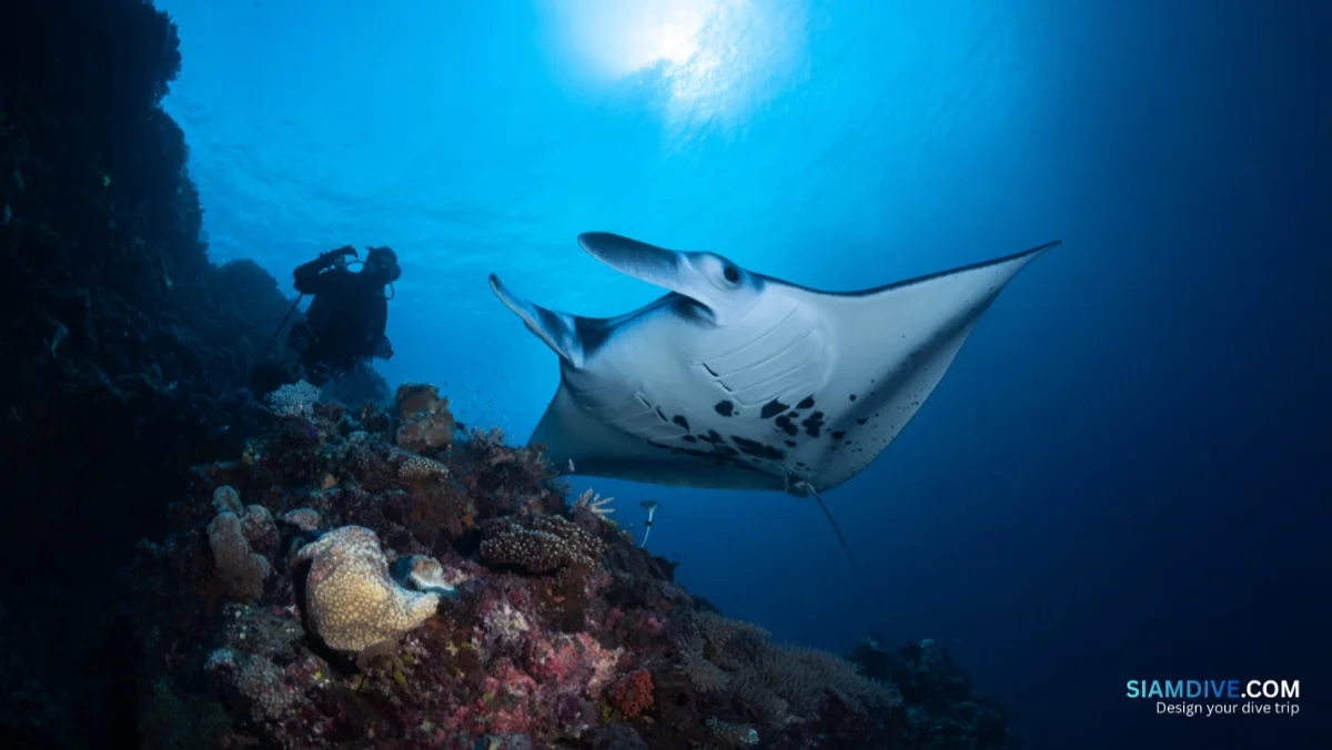 5 Months Empty: What Actually Grows Back on Similan's Reefs — image 2