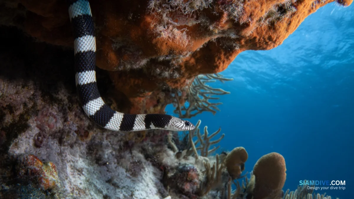 10× Deadlier Than a Rattlesnake and Zero Diver Deaths — image 2