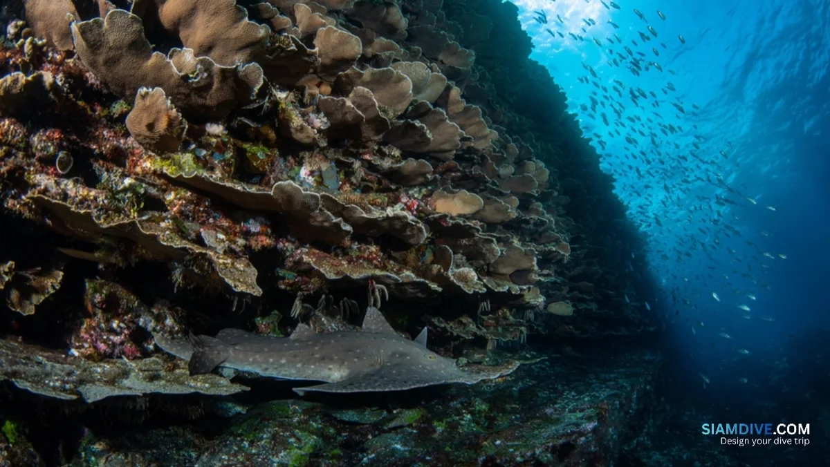 Where 553 Coral Species Fight for Space on One Wall — image 3