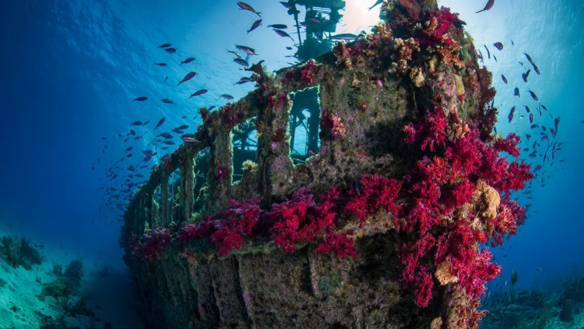 A Warship with 7 Battle Stars Now Grows Coral at 30 Metres — image 2