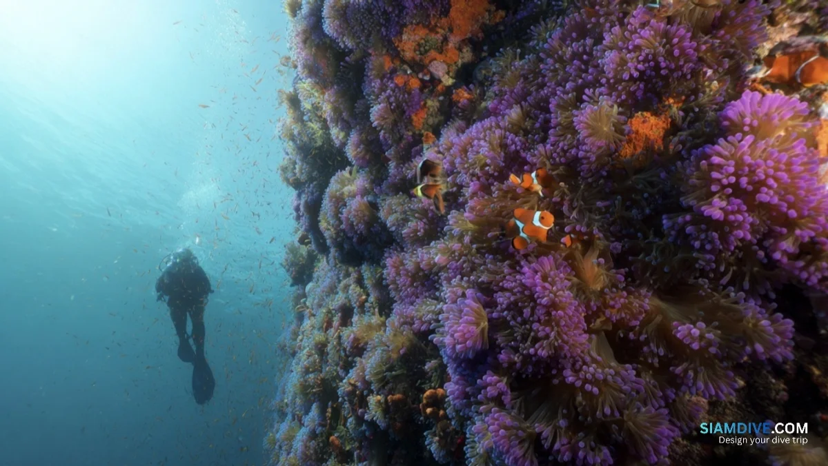 500 Metres from Shark Point, the Reef Nobody Books Alone — image 4