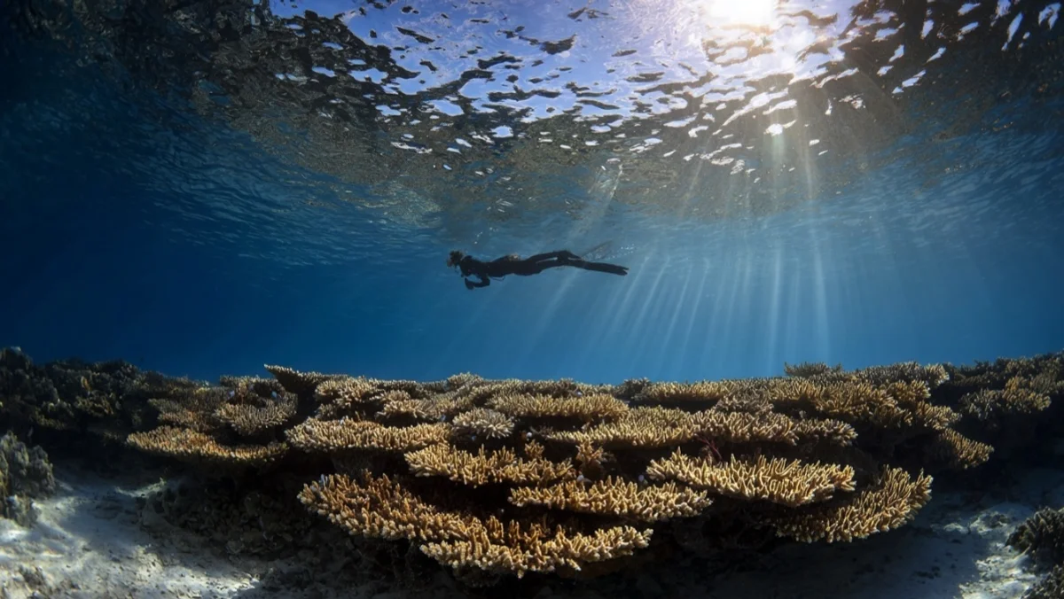Why Surin's Snorkel Reefs Make 30-Metre Dives Look Overrated