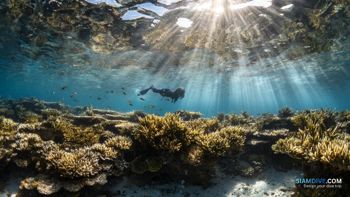 Why Surin's Snorkel Reefs Make 30-Metre Dives Look Overrated — image 4