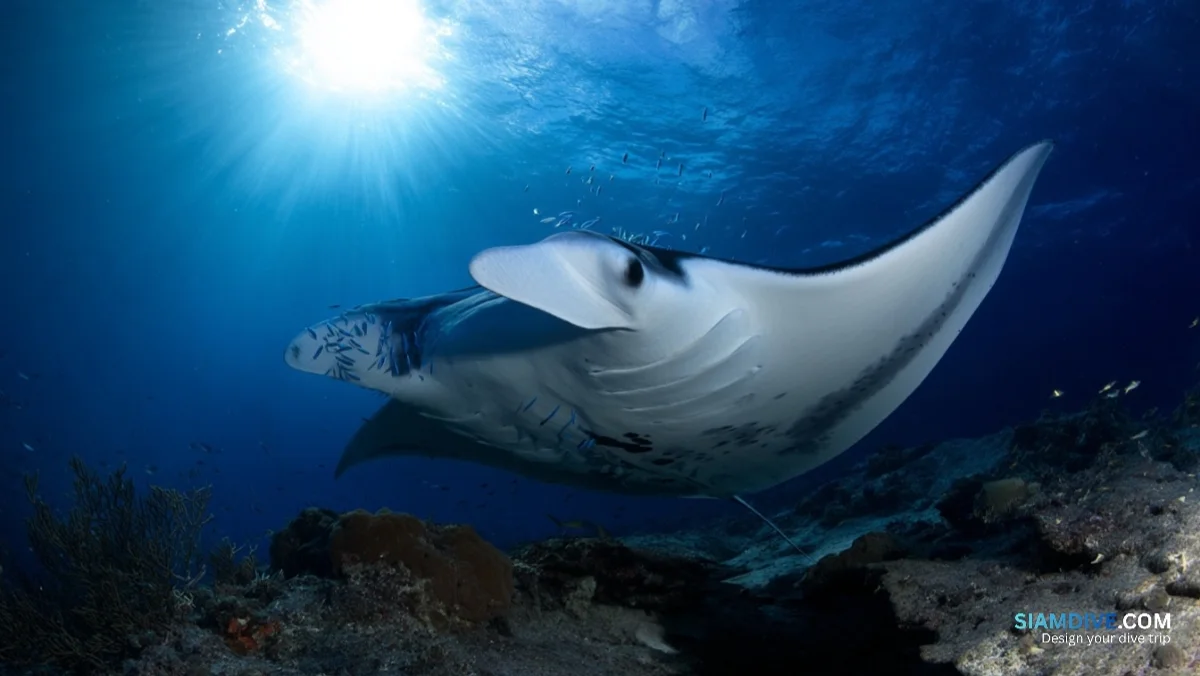 20 Mantas, 1 Rock, and the Tiny Fish That Bring Them Back — image 2