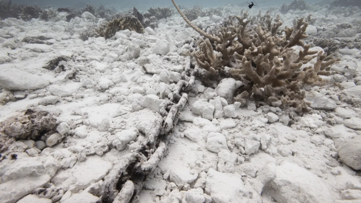 200 Square Metres of Reef Gone in One Anchor Drop — image 4