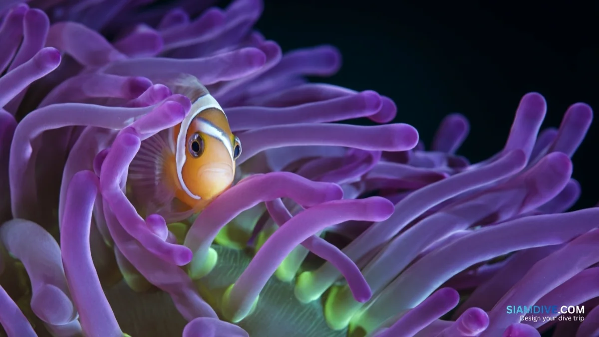 One Missing Sugar Is Why Anemones Don't Eat Their Clownfish — image 3