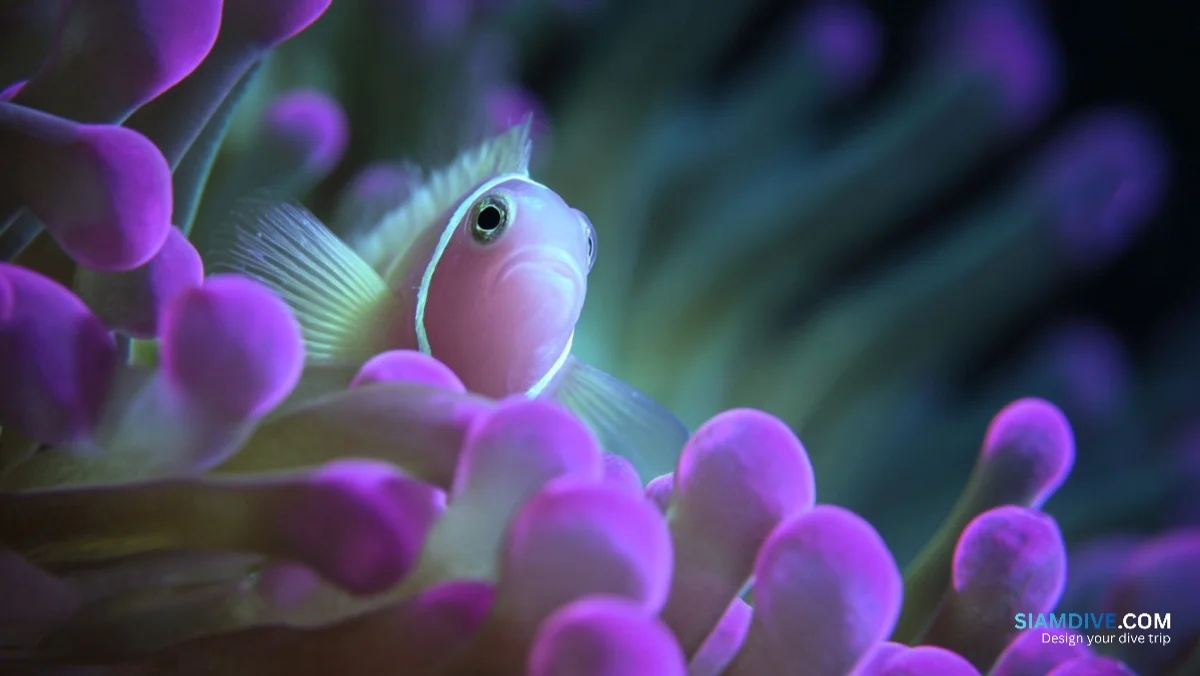 One Missing Sugar Is Why Anemones Don't Eat Their Clownfish — image 6