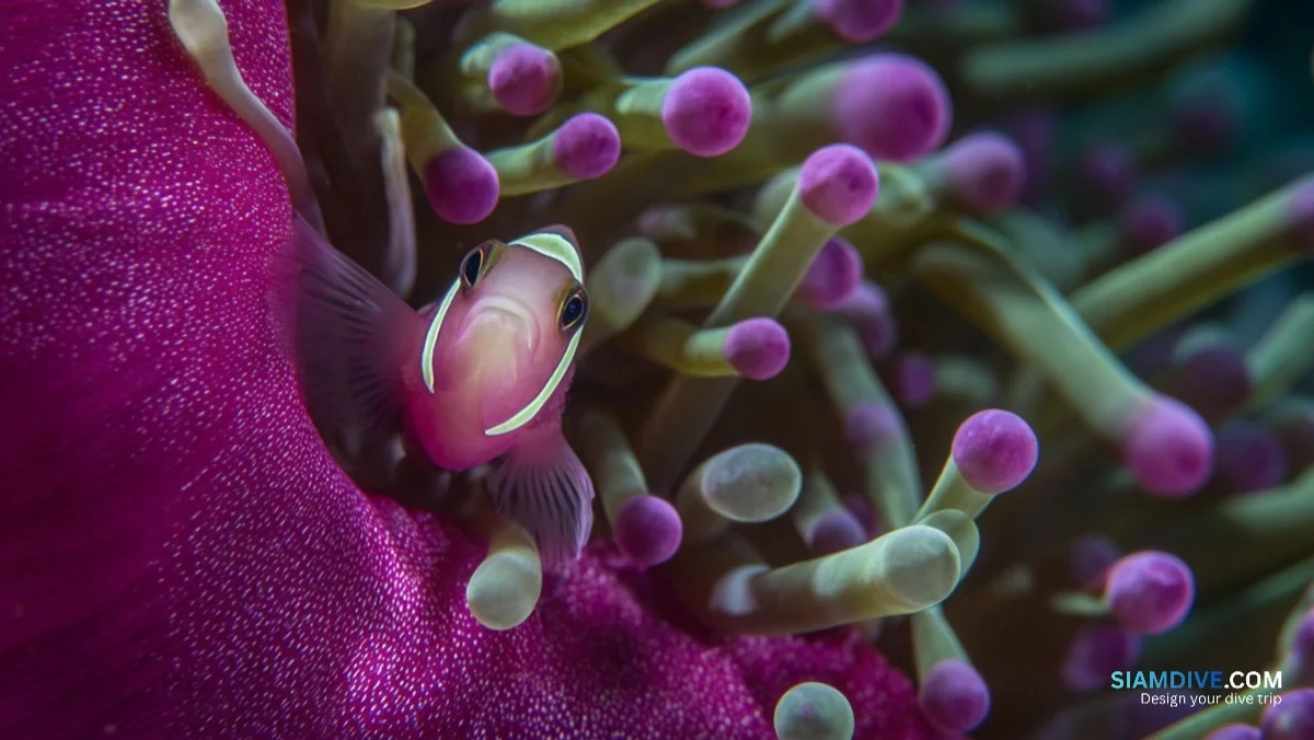 One Missing Sugar Is Why Anemones Don't Eat Their Clownfish — image 8