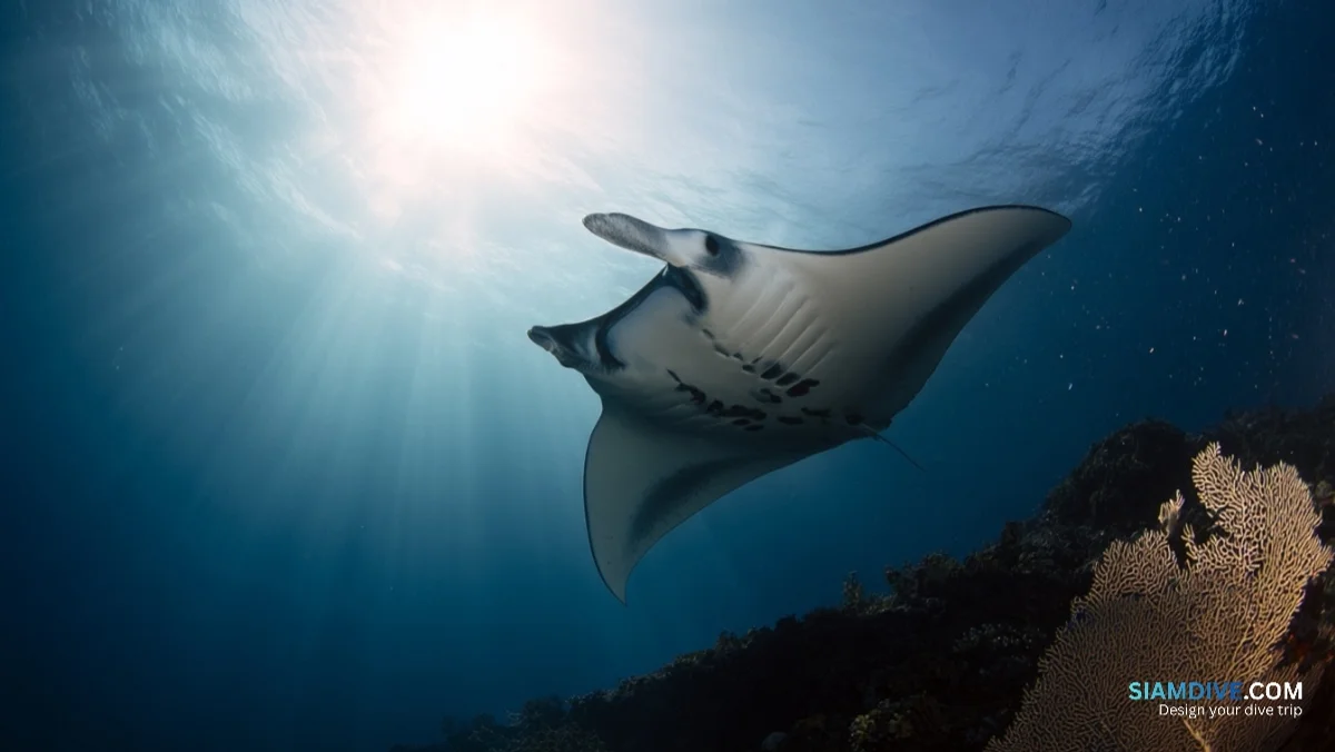 Why a Maldives Week Costs More Than Two Similan Safaris — image 3