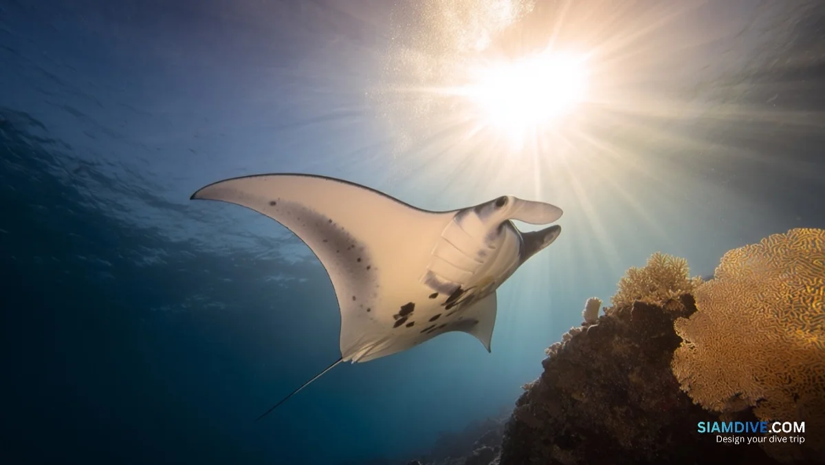 Why a Maldives Week Costs More Than Two Similan Safaris — image 4