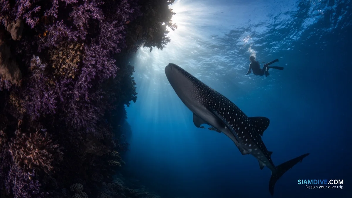 Why Whale Sharks Return to Hin Muang's 60-Metre Purple Wall — image 4
