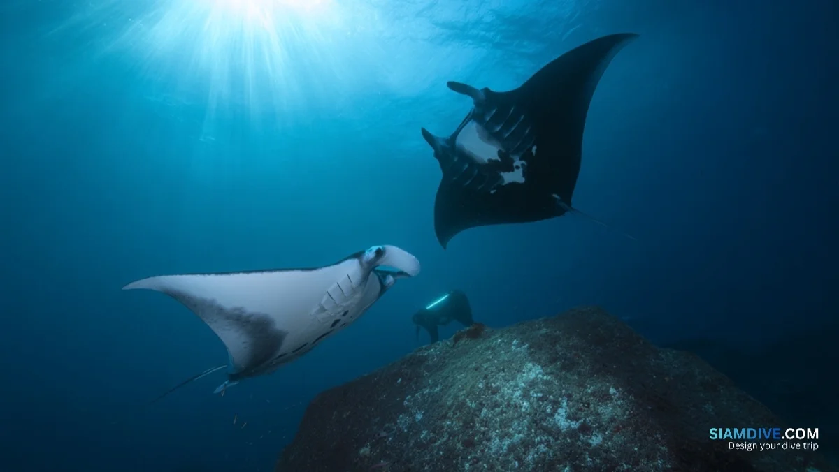 7-Metre Wingspan and a Dark Chin: Thailand Has Two Mantas — image 3