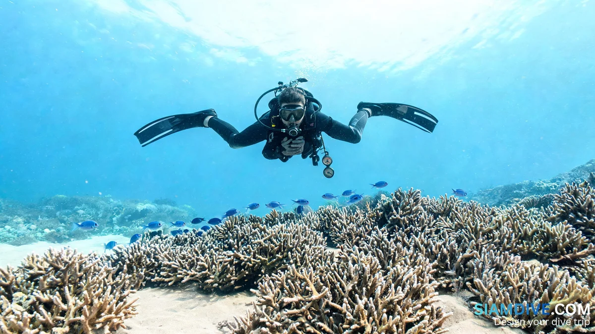 One Kick Snaps 19 Corals an Hour, the Other Glides Past
