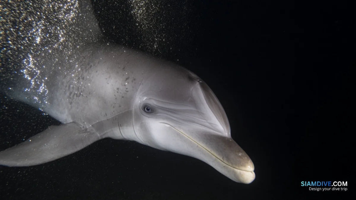 27 Dolphins, One Cargo Plane, and a Cold War Ghost Story — image 2