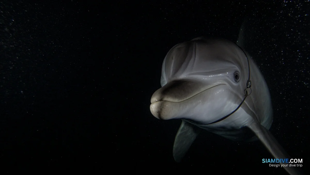 27 Dolphins, One Cargo Plane, and a Cold War Ghost Story — image 4