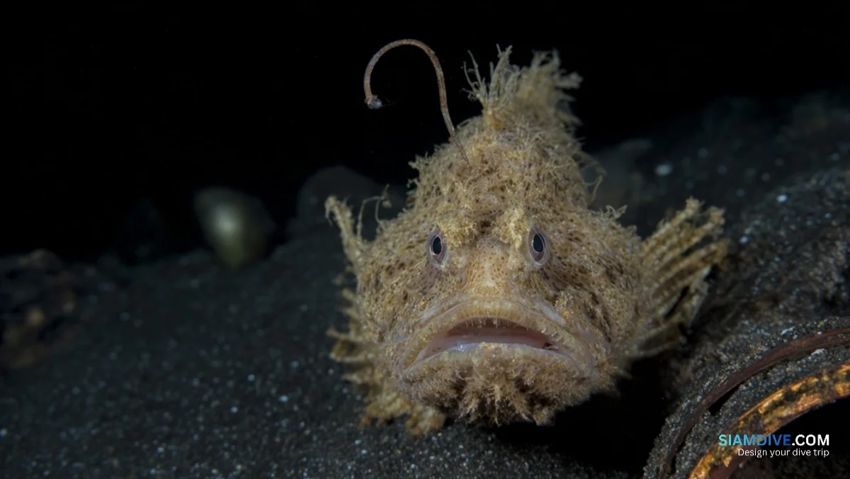 Nine Frogfish Species Share One Strait of Black Sand — image 4