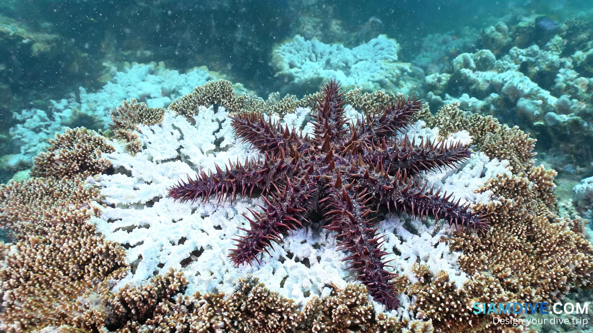 34 Starfish per Hectare Is All It Takes to Kill a Thai Reef